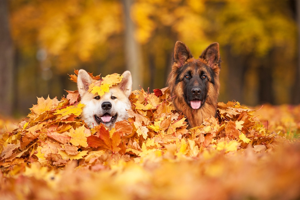 dogs in autumn leaves